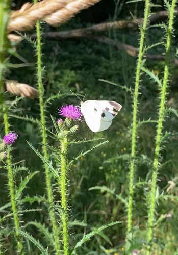 Large White