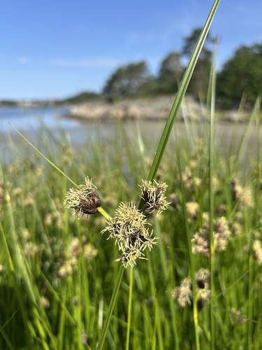 sea clubrush