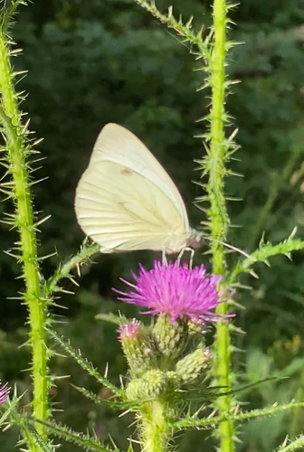 Green-veined White