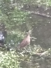 Botaurus lentiginosus image