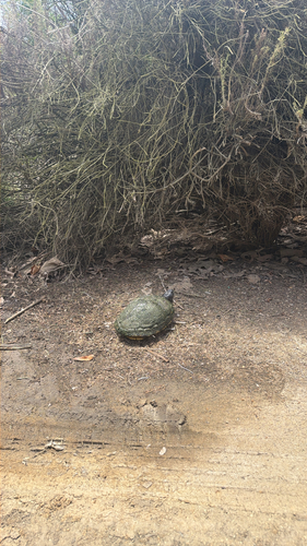 iNaturalist observation photo of Pond Slider