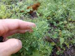 Cyclospermum