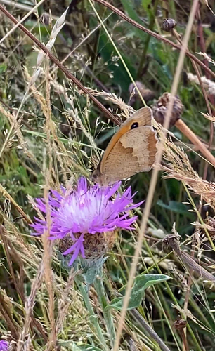Meadow Brown