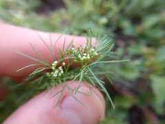 Cyclospermum