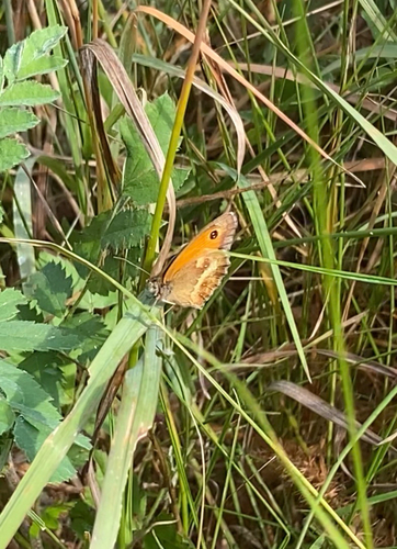Gatekeeper