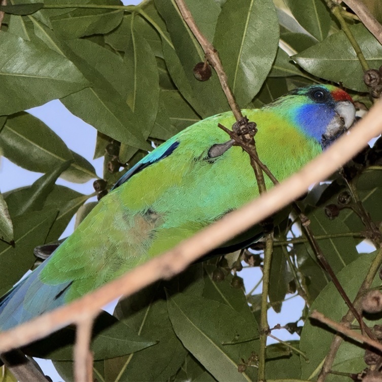 Australian Ringneck × Crimson Rosella