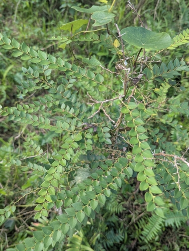 Brush Caper Berry