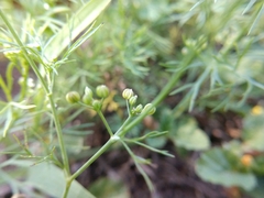 Cyclospermum