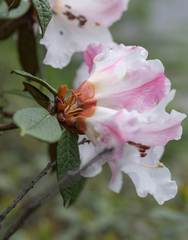 Rhododendron edgeworthii, photograph (c) Morten Ross, some rights reserved (CC BY)