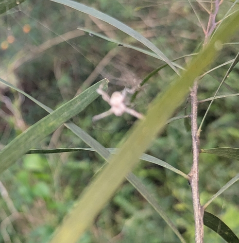 Saint Andrew's Cross Spider