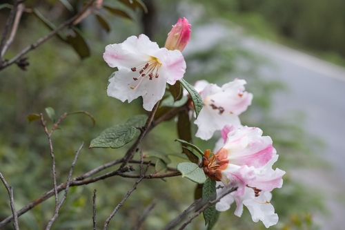 Rhododendron edgeworthii, photograph 5