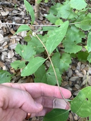 Lonicera sempervirens