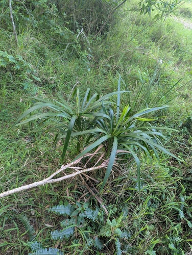 Slender Palm Lily