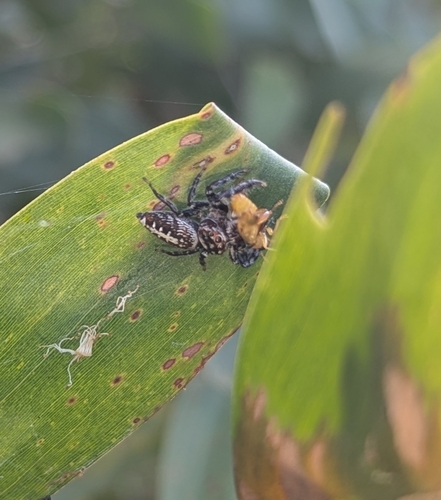 Massive Garden Jumping Spider