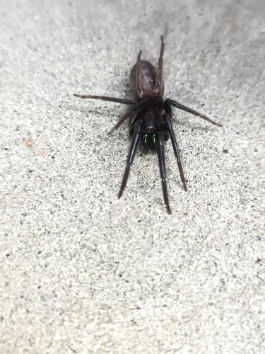 Tube-dwelling Spider