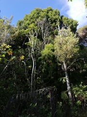 Dacrydium cupressinum