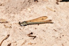 Argia sedula
