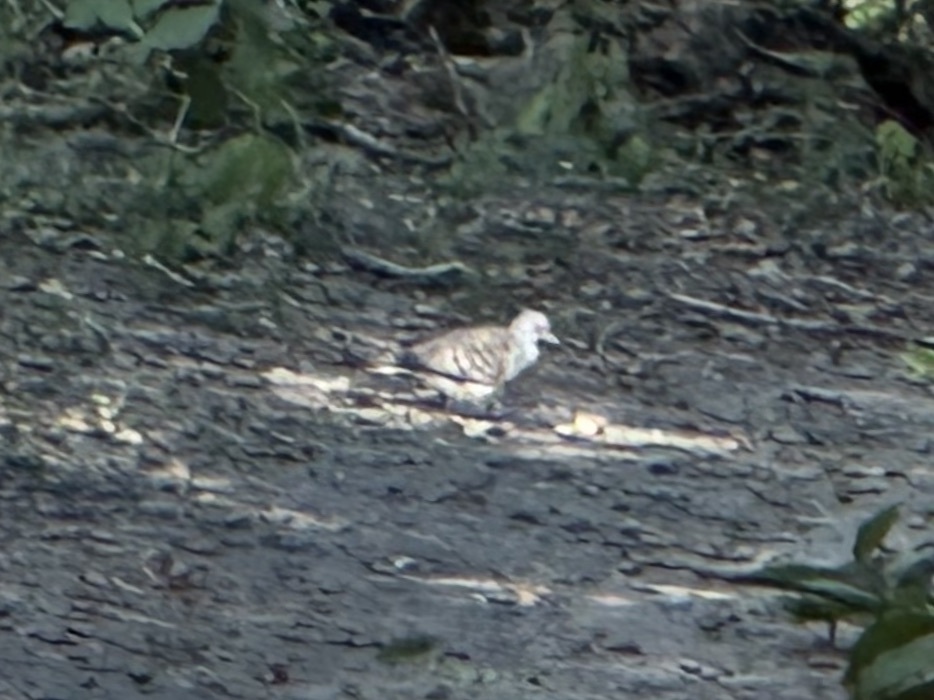 Barred Dove (Geopelia maugeus), photo 3