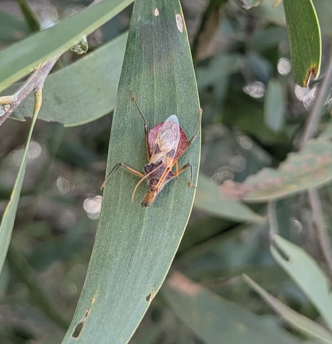Common Assassin Bug