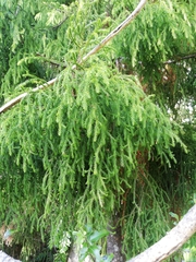 Dacrydium cupressinum