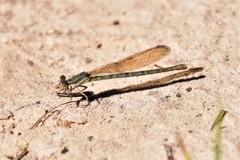Argia sedula