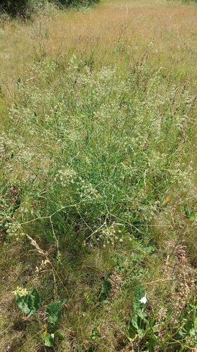Longleaf