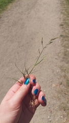 Puccinellia maritima, photograph (c) E. Borchert, some rights reserved (CC BY)