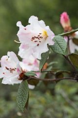 Rhododendron edgeworthii