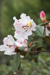 Rhododendron edgeworthii, photograph (c) Morten Ross, some rights reserved (CC BY)