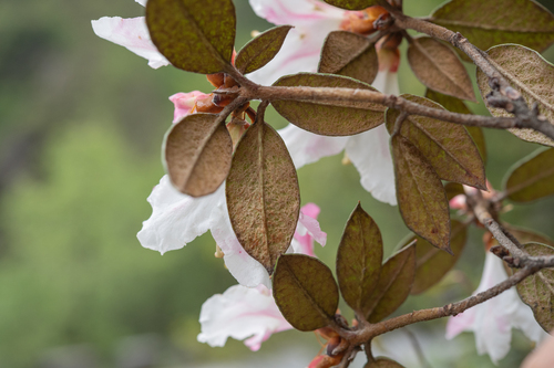 Rhododendron edgeworthii, photograph 3
