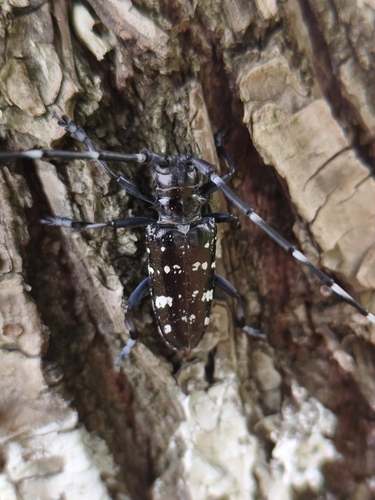 Asian Longhorned Beetle