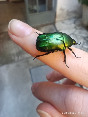 European Rose Chafer