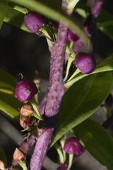 Myoporum aff insulare × laetum