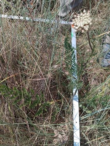 wild carrot