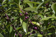 Myoporum aff insulare × laetum