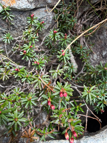 Phyllodoce nipponica iNat (2)
