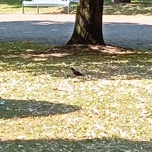 Eurasian Blackbird
