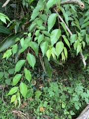 Zelkova