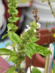 Ocimum carnosum