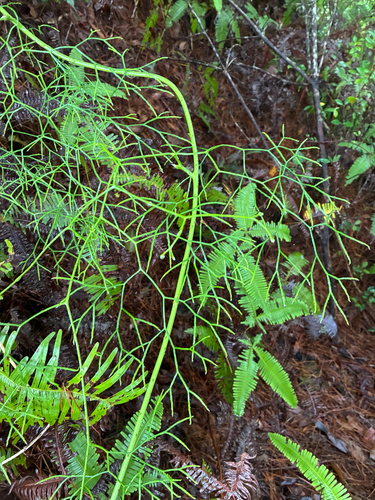 Lycopodiastrum casuarinoides observed 2026-06-26