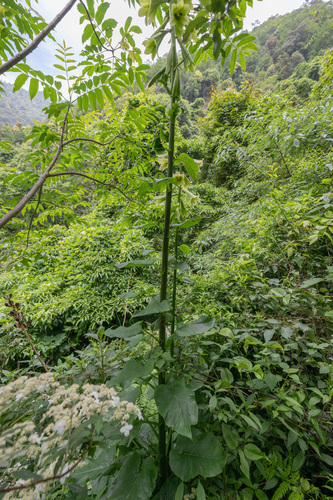 Cardiocrinum giganteum, photograph 3