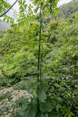 Cardiocrinum giganteum, photograph (c) Morten Ross, some rights reserved (CC BY)