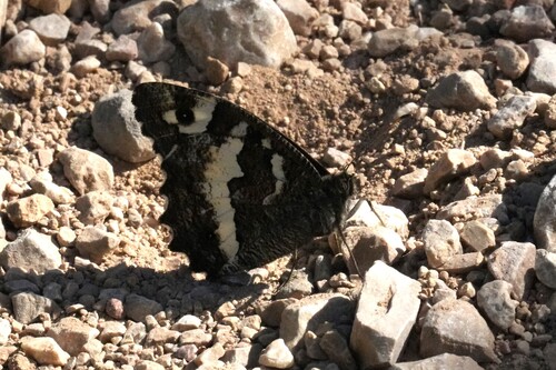 Great Banded Grayling