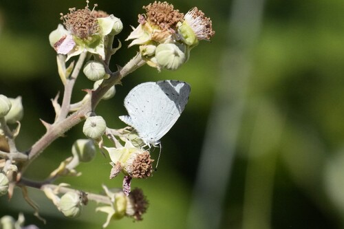 Holly Blue