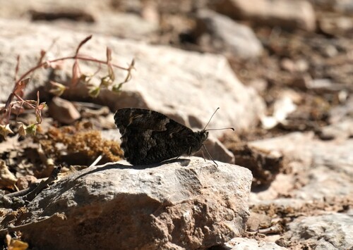 Grayling