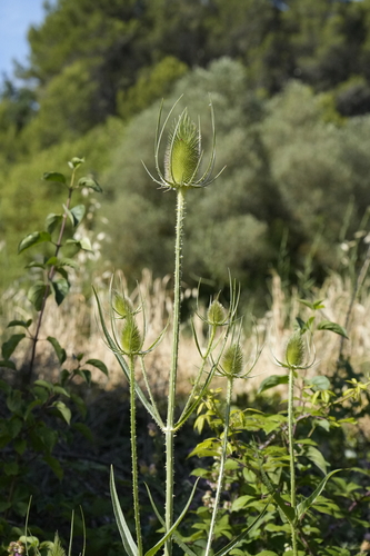 wild teasel