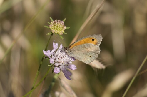 Meadow Brown