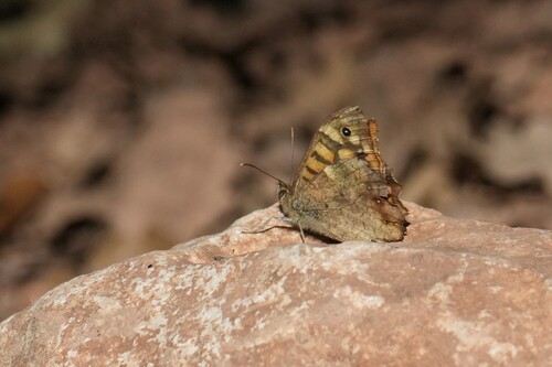 Speckled Wood