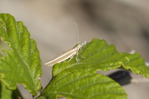 Pleurota aristella