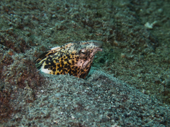 Callechelys marmorata